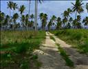 Tongatapu, road through plantations